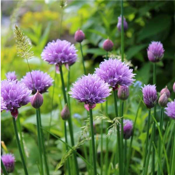 herb-chives-seed herb-chives-seed