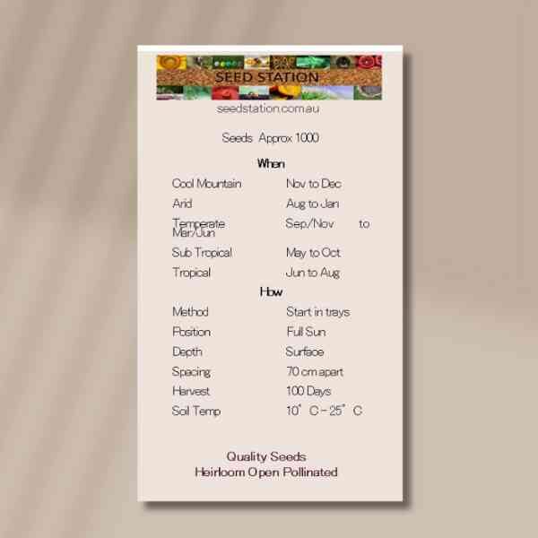 herb-mugwort-back herb-mugwort-back