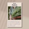 herb-mugwort-front