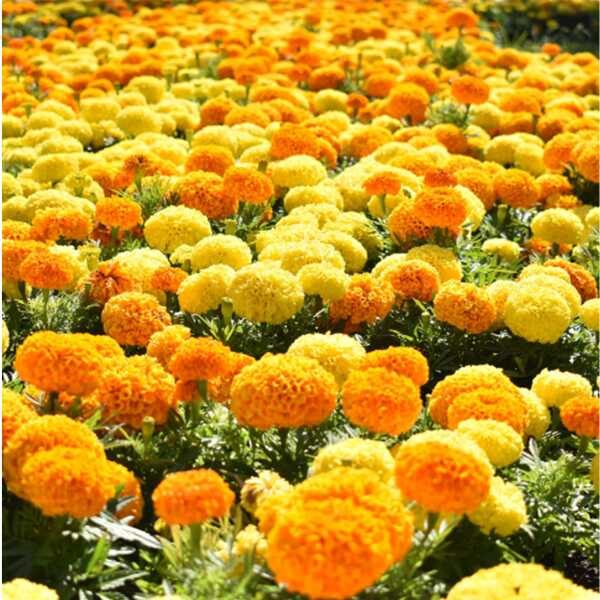 marigold-african-crackerjack-seed marigold-african-crackerjack-seed