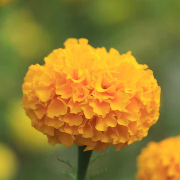 marigold african crackerjack seed styled2
