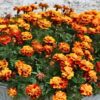 marigold-french-sparky-seeds=6