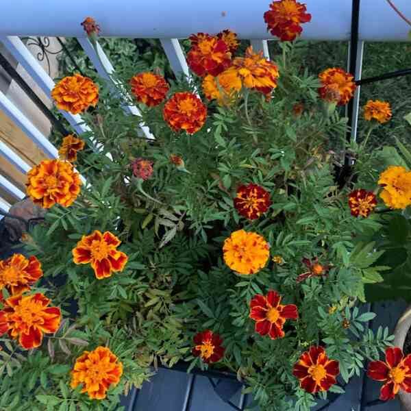 marigold-french-sparky-seeds=8 marigold-french-sparky-seeds=8