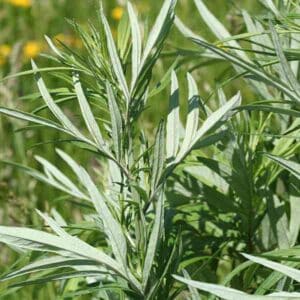 Mugwort
