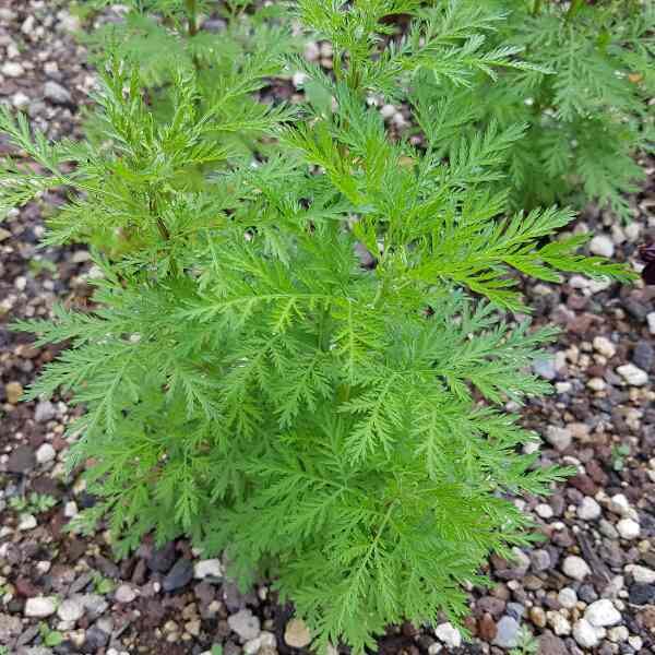 mugwort-seeds-5 mugwort-seeds-5
