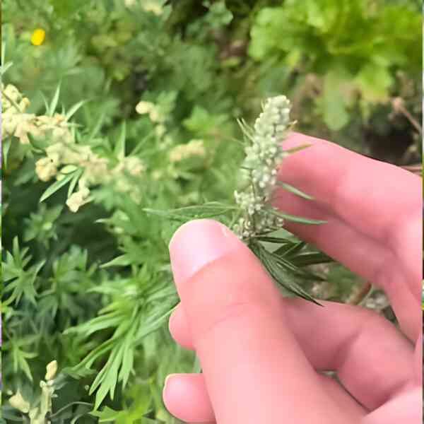 mugwort-seeds-6 mugwort-seeds-6