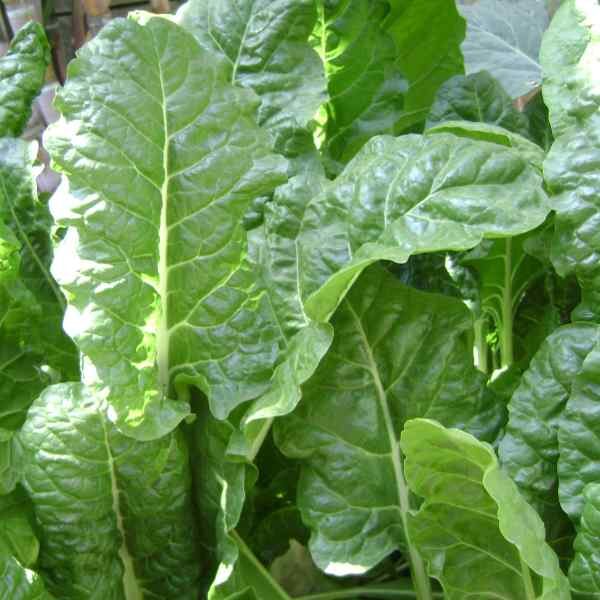 spinach-perpetual-seeds-1 spinach-perpetual-seeds-1