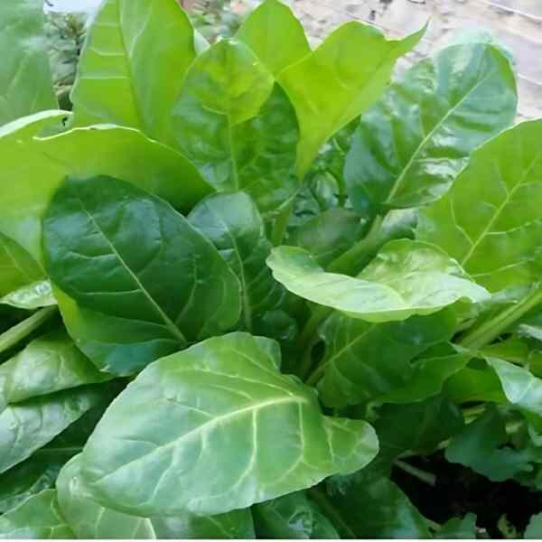 spinach-perpetual-seeds-5