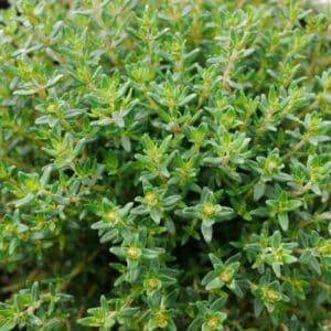 thyme-seeds-2
