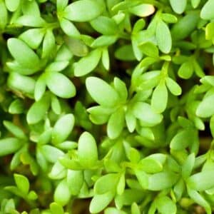 Cress Extra Curled