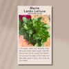 lambs-lettuce-front