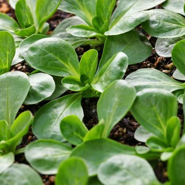 lambs lettuce seeds