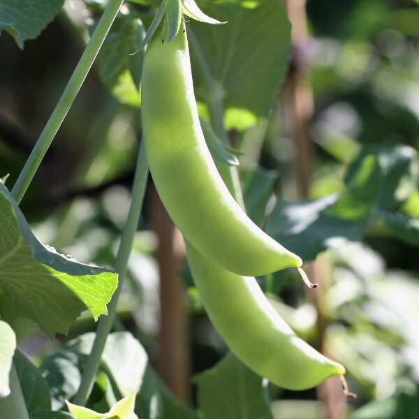 pea-sugar-snap-seeds pea-sugar-snap-seeds
