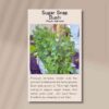 sugar-snap-bush-front