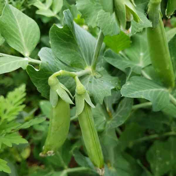 sugar-snap-climbing-seeds-1 sugar-snap-climbing-seeds-1