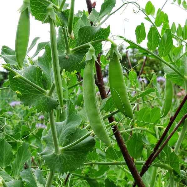 sugar-snap-climbing-seeds-2 sugar-snap-climbing-seeds-2