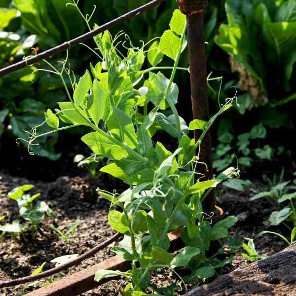 sugar-snap-climbing-seeds-3 sugar-snap-climbing-seeds-3