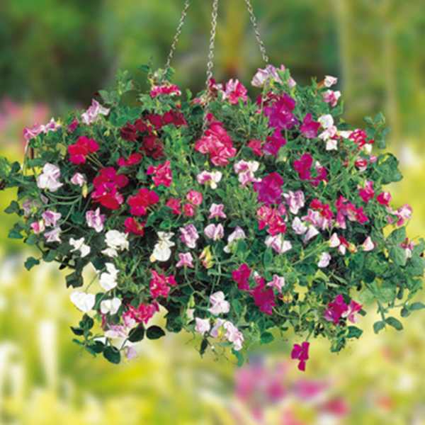 sweet pea knee high seeds