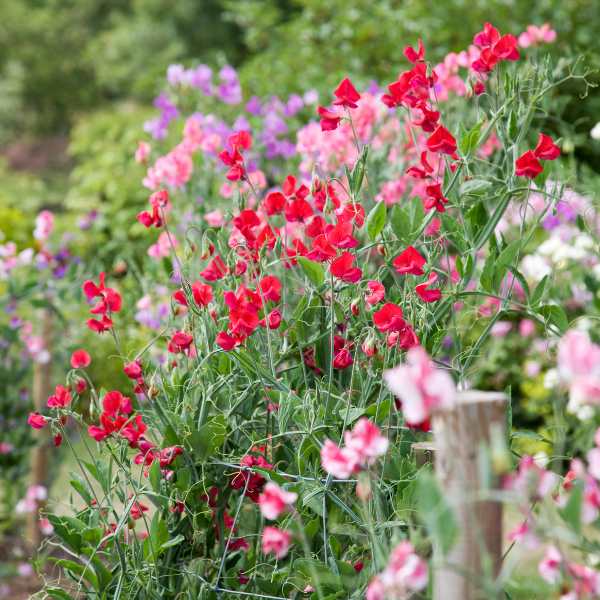 sweetpea knee high seeds 2