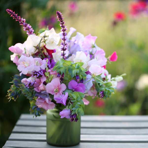 sweetpea knee high seeds 4