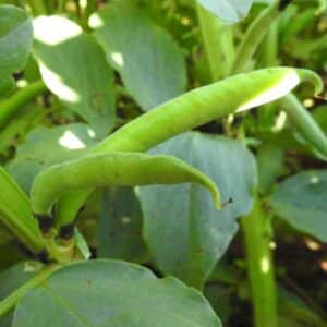 bean-gourmet-delight-seeds-2
