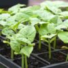 bean-gourmet-delight-seeds-3