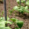 bean-gourmet-delight-seeds-4