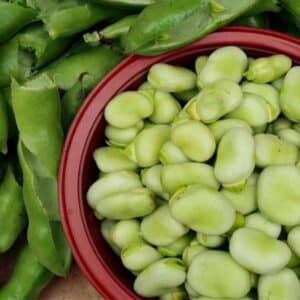 Broad Bean Coles Dwarf