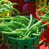 bush-bean-gourmet-delight-seed