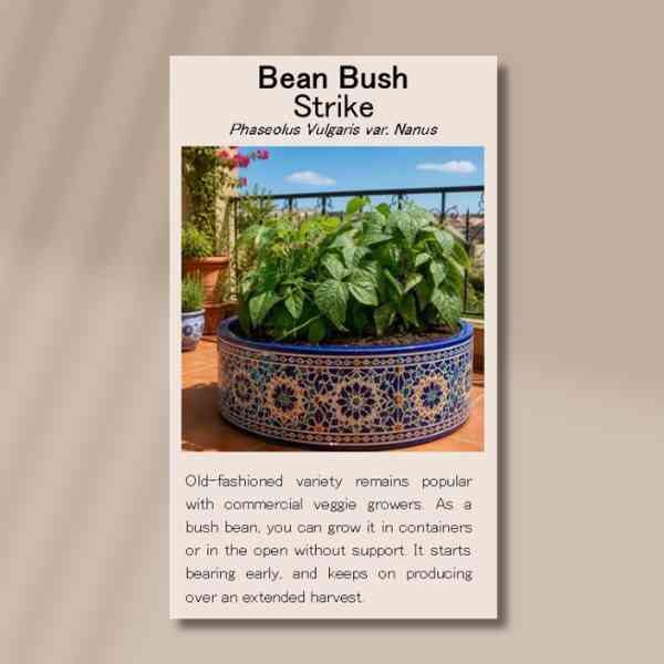 bush-bean-strike-front bush-bean-strike-front