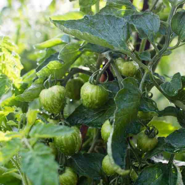 cherry-tomato-tigerella-seeds-3 cherry-tomato-tigerella-seeds-3