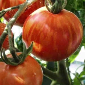 Tomato Tigerella