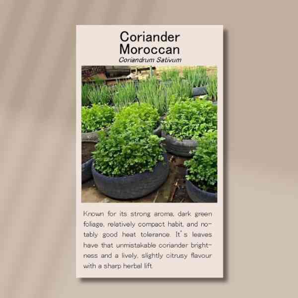 coriander-moroccan-front coriander-moroccan-front