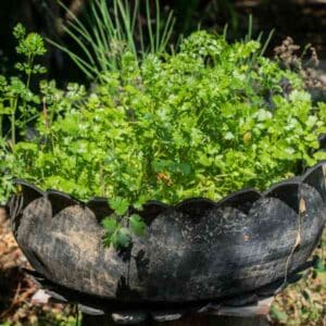 coriander-moroccan-seeds-3