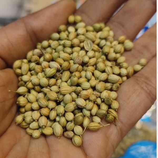 kencoriander-moroccan-seeds-1 kencoriander-moroccan-seeds-1