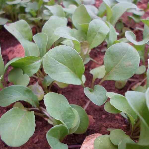 rocket-salad-seeds-1 rocket-salad-seeds-1