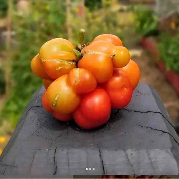 tomato reistomate seeds 2