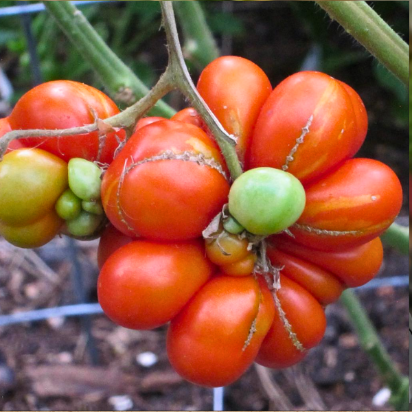 tomato-reistomate-seeds-3 tomato-reistomate-seeds-3