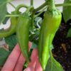 anaheim-chilli-seeds-4