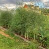 asparagus-earl-of-aegenteuil-seeds-2