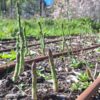 asparagus-earl-of-aegenteuil-seeds-3