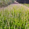basil-mrs-burns-lime-seeds-3