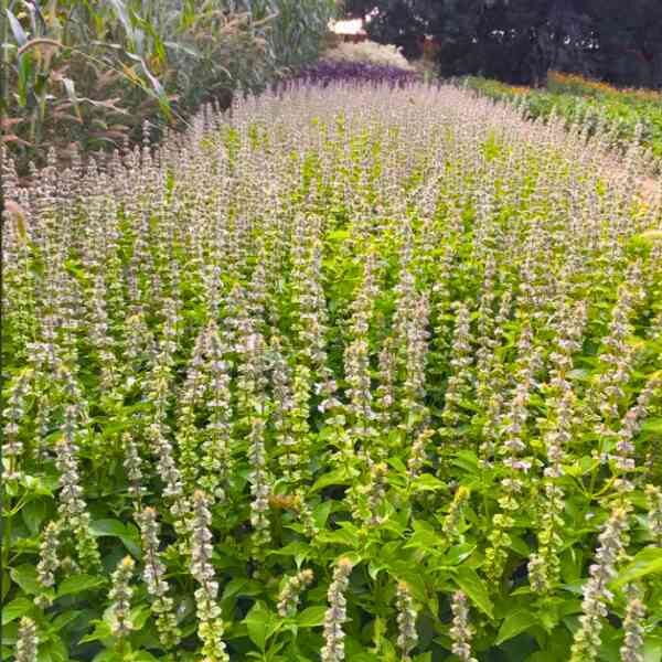 basil-mrs-burns-lime-seeds-3 basil-mrs-burns-lime-seeds-3