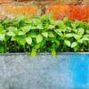 basil-mrs-burns-lime-seeds-5