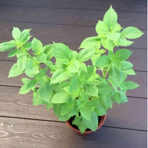basil-mrs-burns-lime-seeds-6 basil-mrs-burns-lime-seeds-6