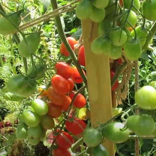 cherry-tomato-thai-pink-egg-seeds-2 cherry-tomato-thai-pink-egg-seeds-2