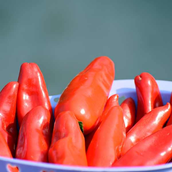 chilli anaheim seeds