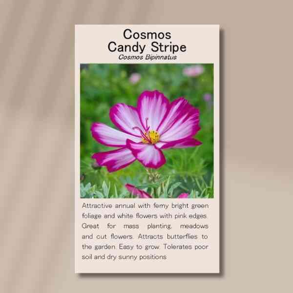 cosmos-candy-stripe-front cosmos-candy-stripe-front
