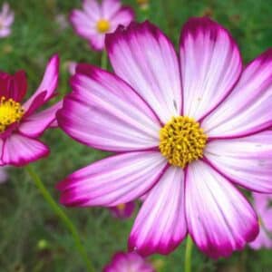 Cosmos Candy Stripe