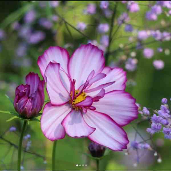 cosmos picotee seeds 6